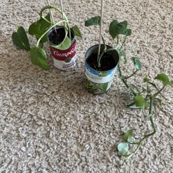 Starter Plants 🪴 Rooted 