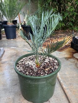 Cycas couttsiana blue cycad