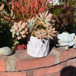 Ghost Plant Graptopetalum Succulent In Ceramic White Pot 