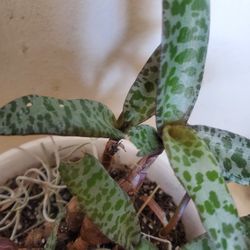 leopard lily silver squill House plant air purifier