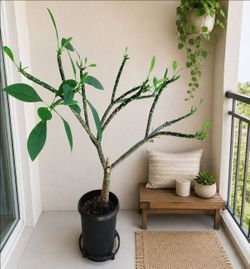 Statement Plumeria Tree (White Flowers)