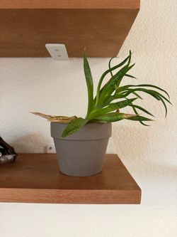 Small Aloe Vera Plant