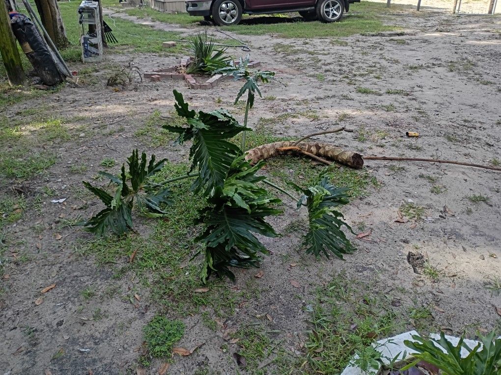 Beautiful Planta