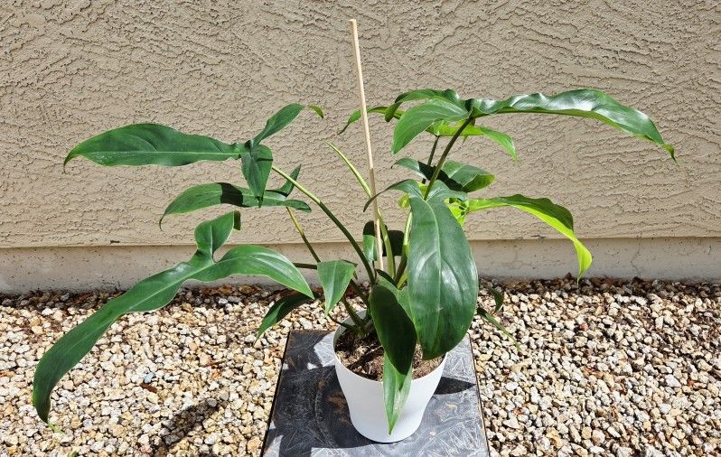 Philodendron 69686