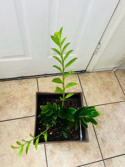 Zzplant