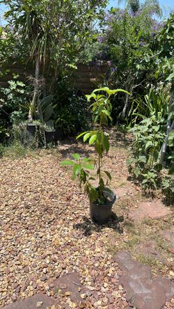 Aguacate Tree 