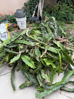 Dragon fruit cuttings