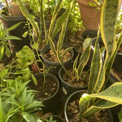 Sansevieria Plant   Lengua De Suegra Cada Una 