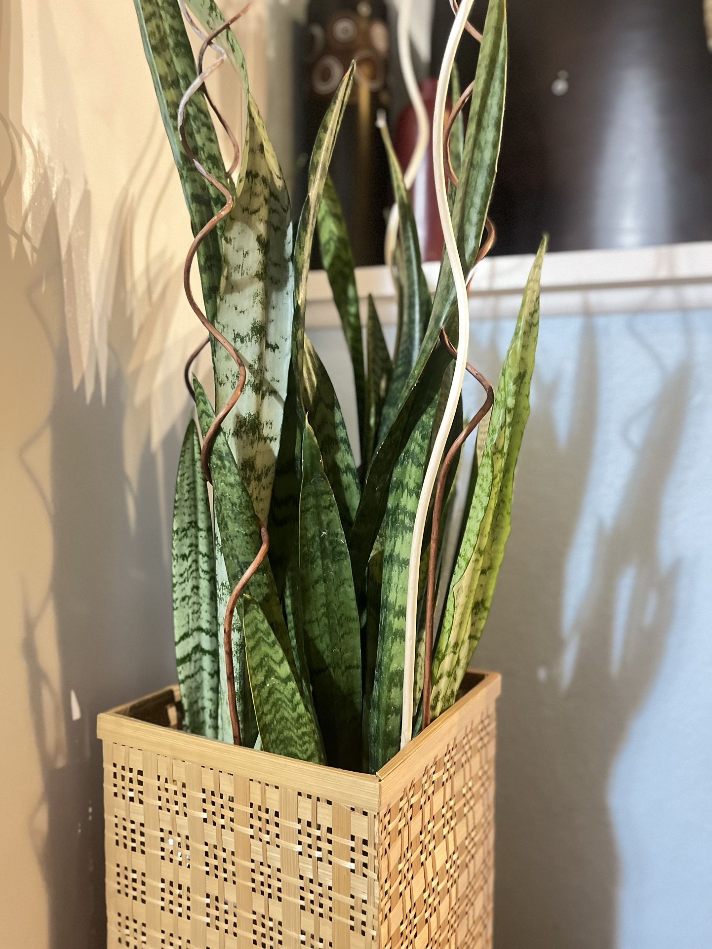 Tall Full And Healthy Snake Plant $6