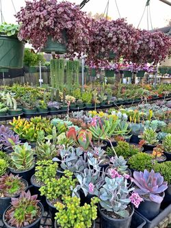 Succulent For Sale