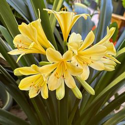 Yellow Clivia Miniata Indoor Plant - Starter Plant 