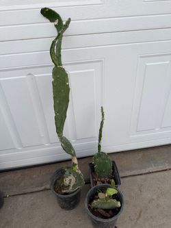 Nopales con raiz. Todos por $9