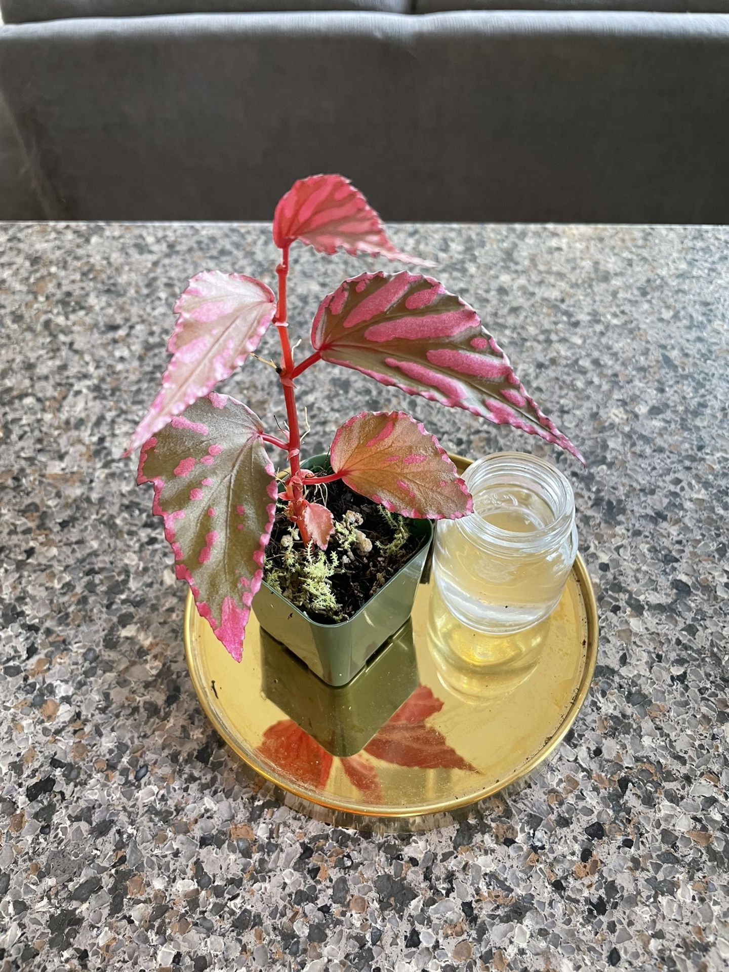 Begonia Julua Rare Terrerium Plant