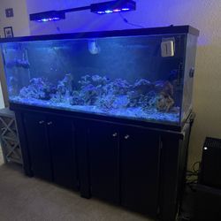Saltwater Tank