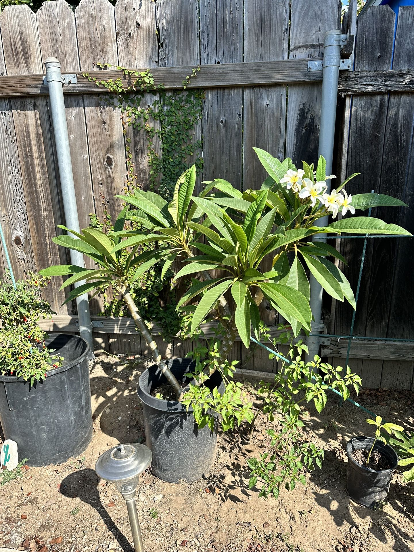 Plumeria