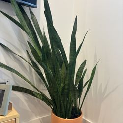 Large, Healthy Snake Plant with Pot - Easy Care - $40