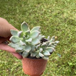 Echeveria Succulents Plants