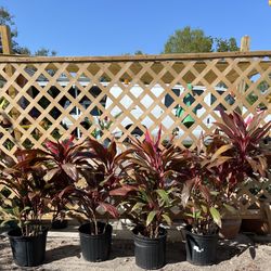 HAWAIIAN TI PLANTS IN POTS FOR SALE IN LARGO 