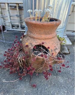 Old garden pot with plants  (roughly 14 in tall)