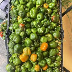 Organic Bell Peppers 