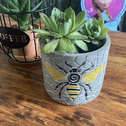 Garden Pot With Plant Ask $10 Firm Price 