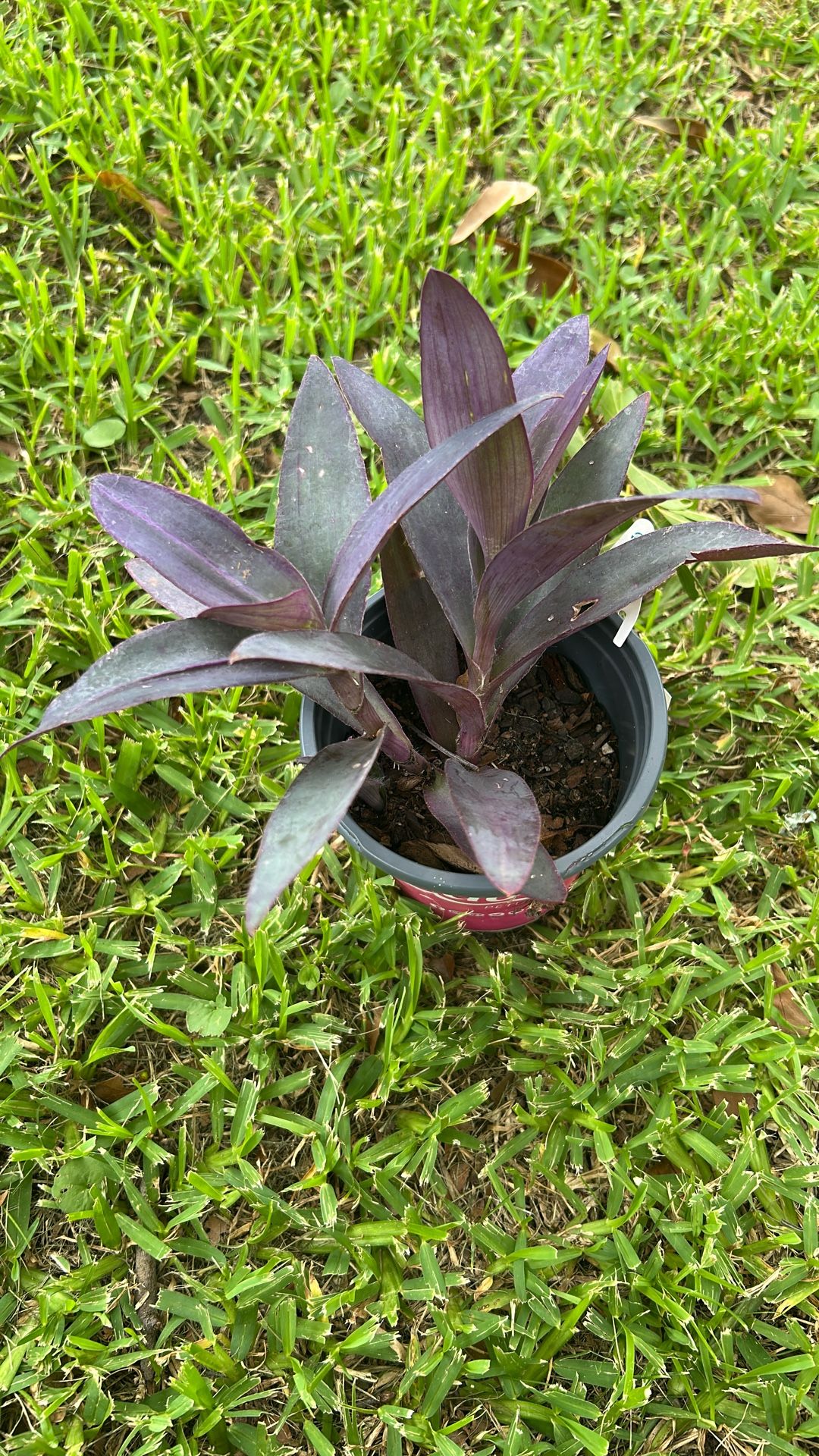 Plants 