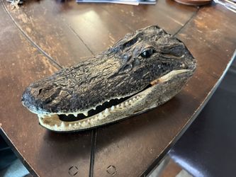 Alligator Head Skull 10 Inches 