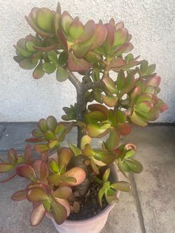 Jade Plant Bonsai