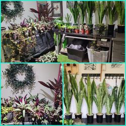 Cheap Plants.  Healthy Plants.  Prices Are $5 And Up!