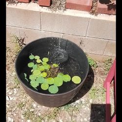 Zen Pond With Gold Fish, Lily Plant, Small Solar Fountain. Achieved Stability. 