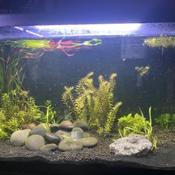 20 Gallon Planted Aquarium/ Aquascape And Stand