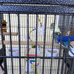 Bird Cage With Birds