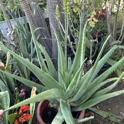 Aloe Vera