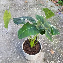 Alocasia Fridek Plant 
