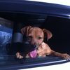 Carlos