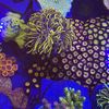 Juan Corals 