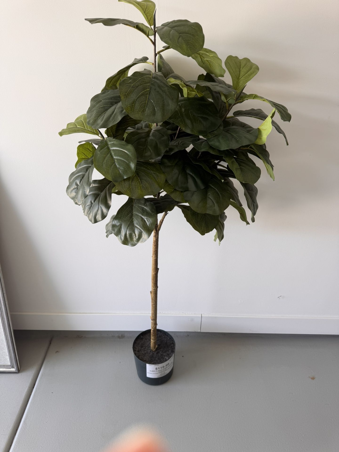 5ft Fiddle Leaf Tree