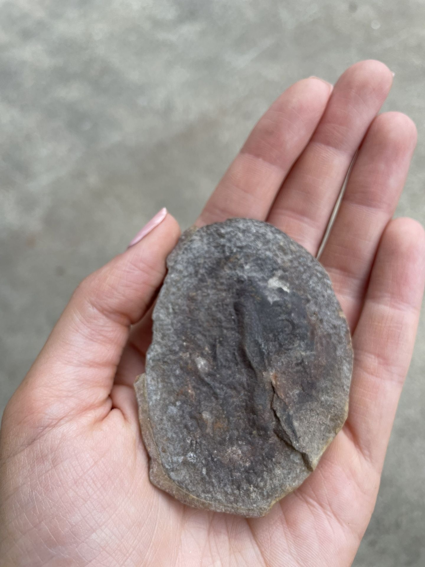 Collectible Fossil - One Side