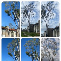 EUCALYPTUS 2 FOR 125🪵🌳🌴🌲🌵stump Grinder $