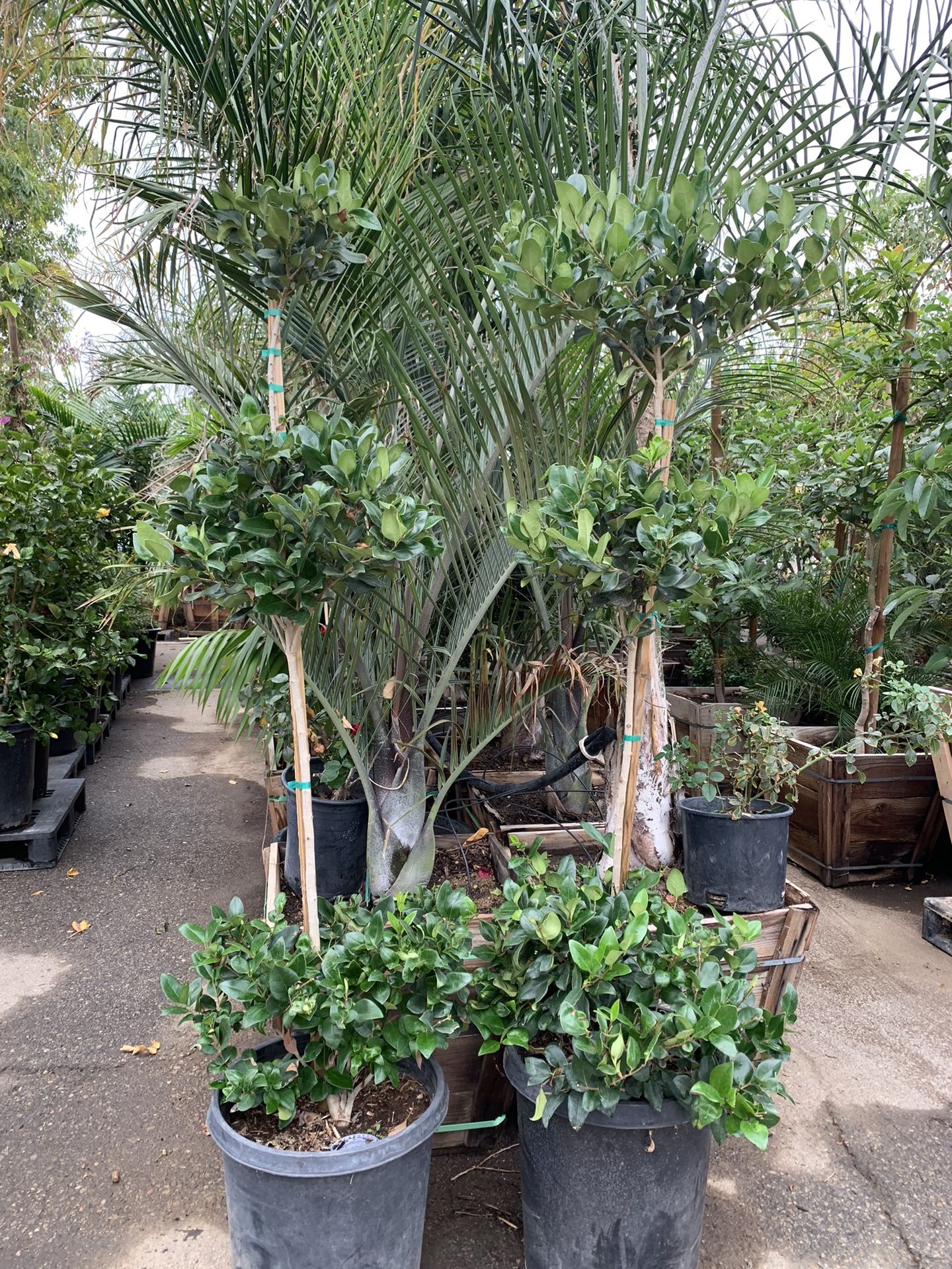 3 Tiers Privet Topiary