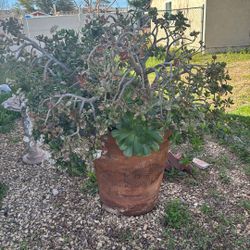 Large Jade Succulent Pot