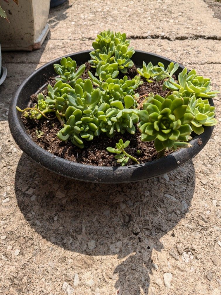 Succulents For Sale