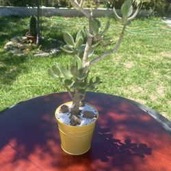 Very Healthy Tricolor Jade Plant In Metal Vase 