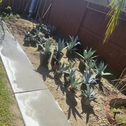 Maguey Plants