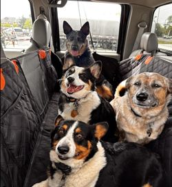 🐶🚗💥 HUGE DOG SEAT EXTENDER! 💥🚗🐶
🐕🐕 SINGLE OR MULTIPLE DOGS — MORE SPACE, MORE COMFORT! 🐕🐕BUY 2 GET 1 FREE!! 🔥🔥