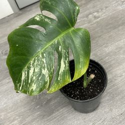 Monstera Albo Cutting 