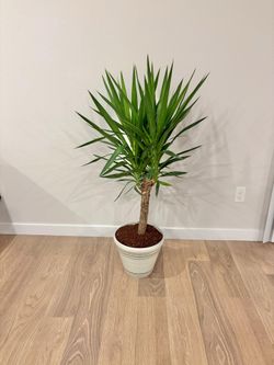 Yucca Plant