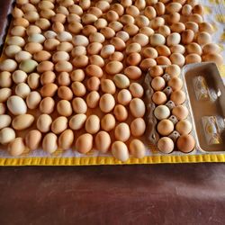 Pasture raised chicken eggs  $7 dollars A dozen
