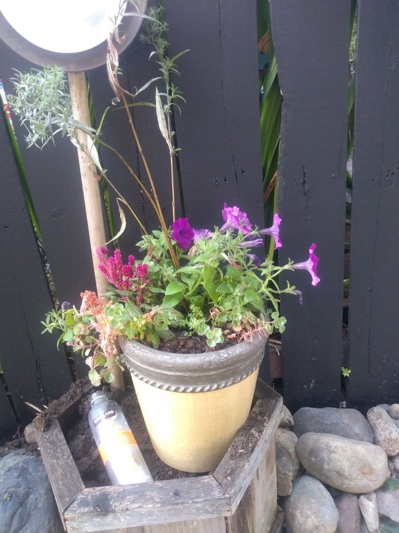 Living Flower Pot Aprox 10in Wide And 1 Ft Tall 