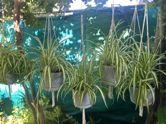 Plants con Colgadera de macrame $12 each